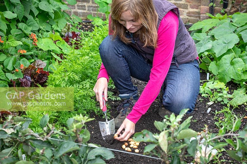 Planting onion sets in autumn using a trowel