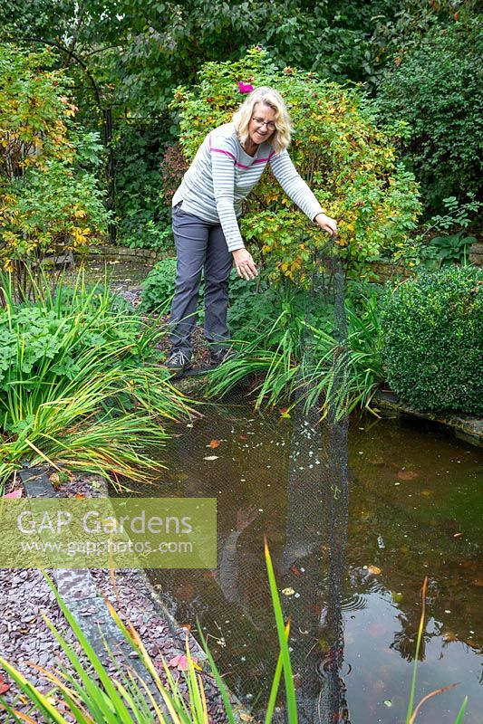 Putting nets over a pond to prevent leaves falling in.