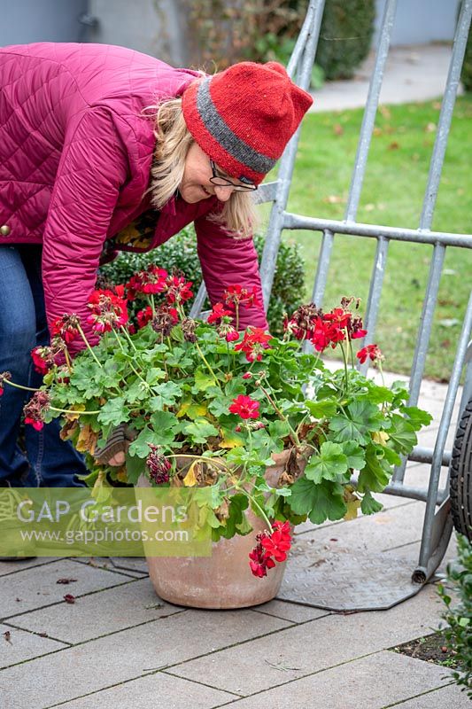 Using a sack truck to bring in a heavy tender pot plant - Pelargonium - to overwinter