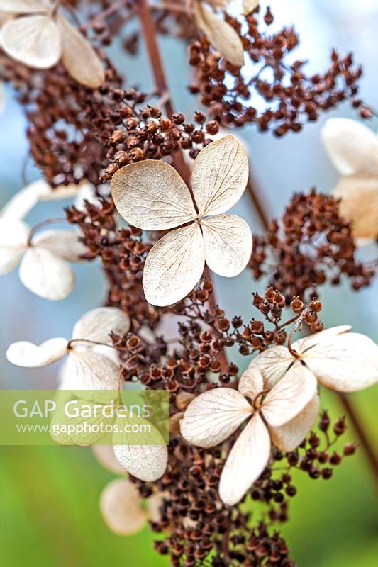 Hydrangea paniculata 'Greenspire' dried seedheads - January