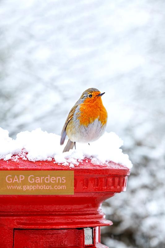 Erithacus rubecula - Robin perched on red letterbox with snow