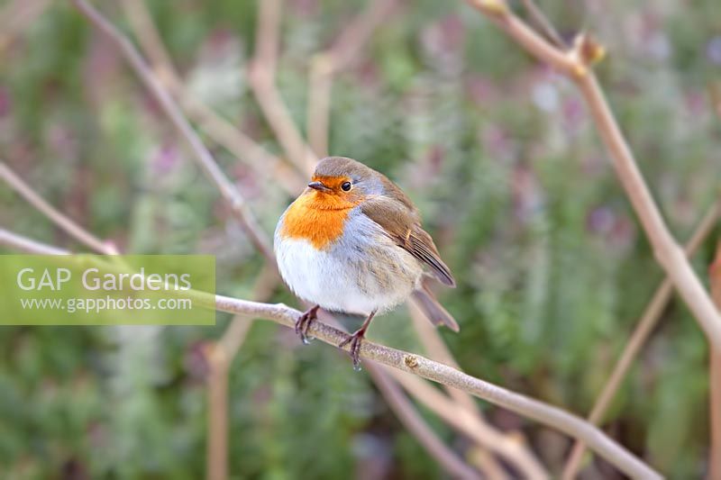 Erithacus rubecula - Robin perched on branch