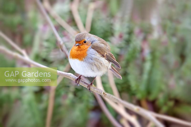 Erithacus rubecula - Robin perched on branch 