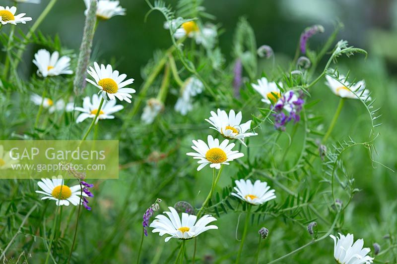 A naturalistic planting combination of wildflowers Leucanthemum vulgare and Vicia sativa.