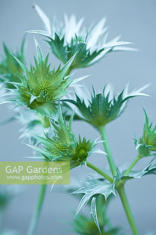 Eryngium giganteum, a biennial or short-lived perennial with spiny silvery-grey bracts.