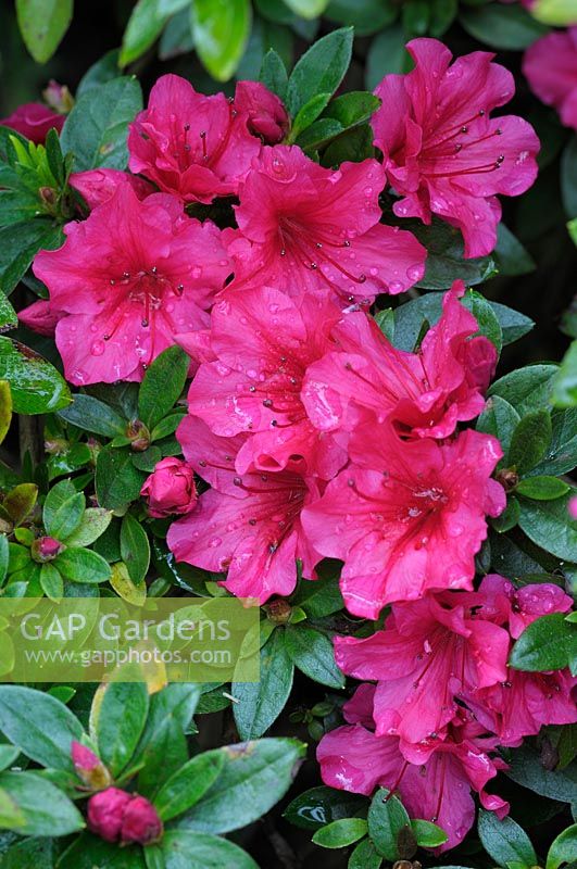 Rhododendron 'Hexe' - May
