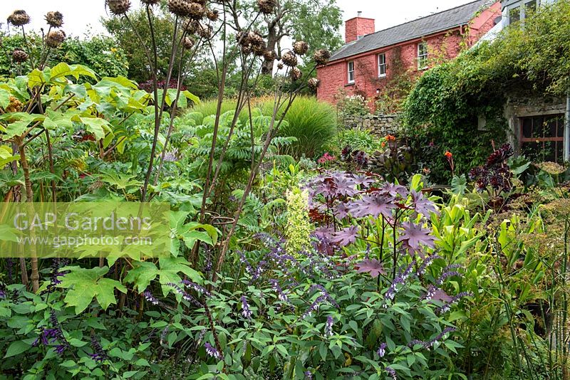 Lush planting in informal cottage garden with view to house behind 