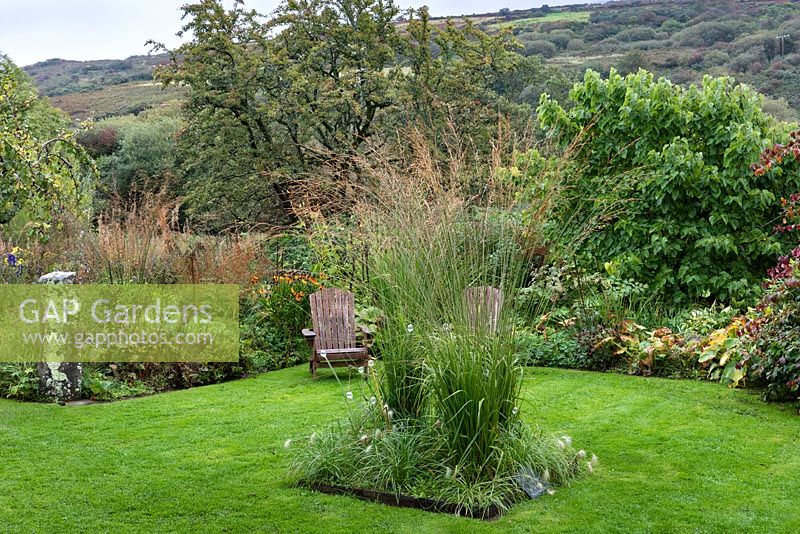 Square bed in lawn planted with Molinia caerulea, purple moor grass
