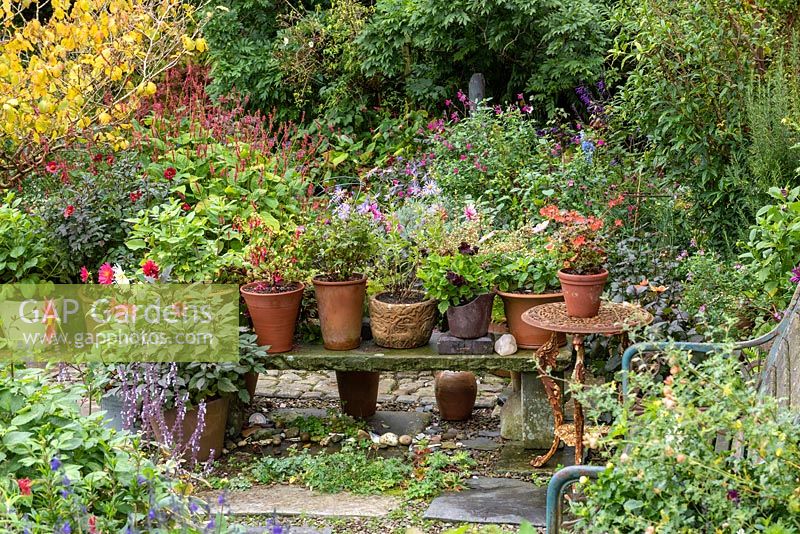 Pots of geraniums, fuchsias and dahlias on stone bench in cottage garden.