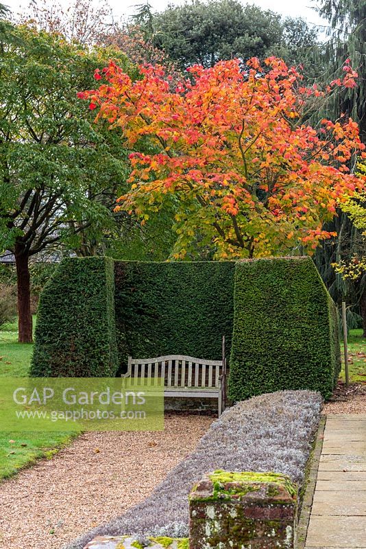Acer japonicum 'Vitifolium' - the downy Japanese maple, in full autumn colour stands behind a clipped yew alcove and bench.