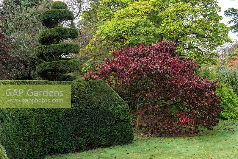 Euonymus grandiflorus, the large flowered spindle tree, in full autumn colour. Behind, magnolia, alongside a topiary spiral.