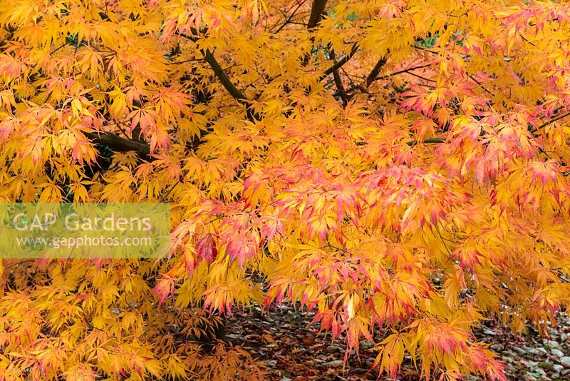 Acer palmatum 'Elegans' - Japanese maple, a deciduous tree with gold, orange and red in autumn.