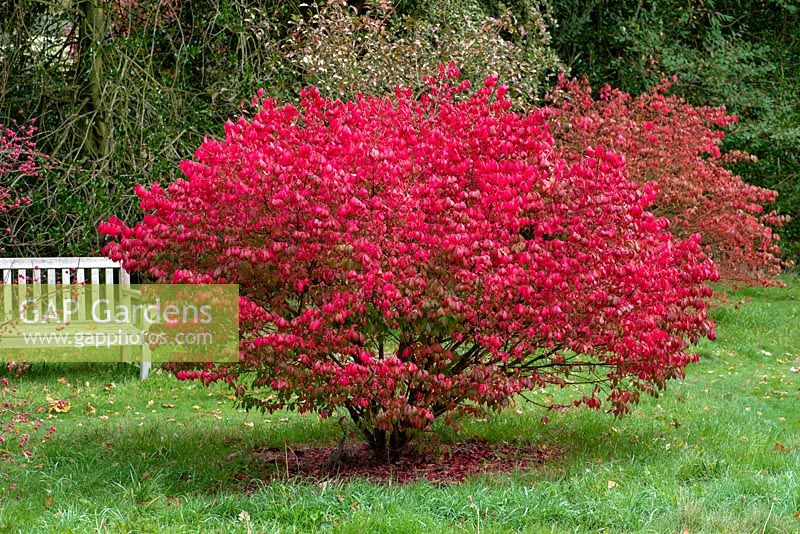 Euonymus alatus 'Select' - winged spindle, a spreading deciduous shrub with crimson autumn foliage 