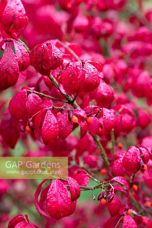 Euonymus alatus 'Compactus', winged spindle tree in autumn.