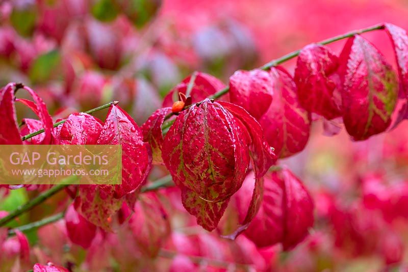 Euonymus alatus 'Rudy Haag'- winged spindle tree, a spreading shrub or small tree with scarlet foliage in autumn.