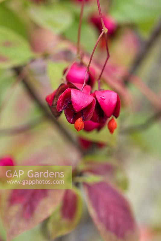 Euonymus planipes 'Dart's August Flame', flat stalked spindle, a deciduous shrub with red autumn leaves amidst lobed red fruits that split to reveal orange seeds.