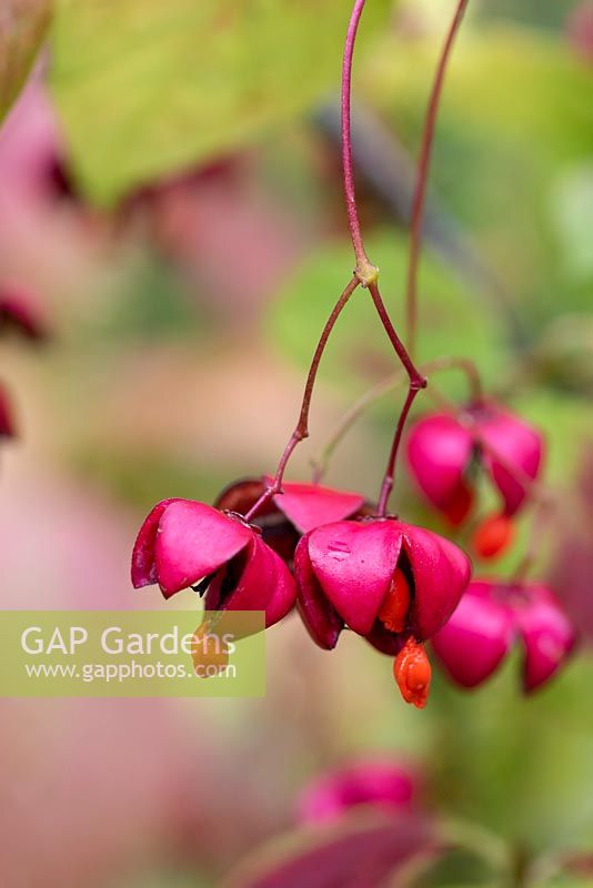 Euonymus planipes 'Dart's August Flame' - flat stalked spindle tree in autumn