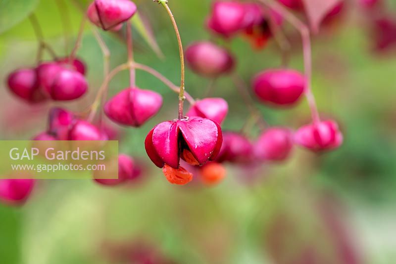 Euonymus planipes 'Sancho' - flat stalked spindle in autumn