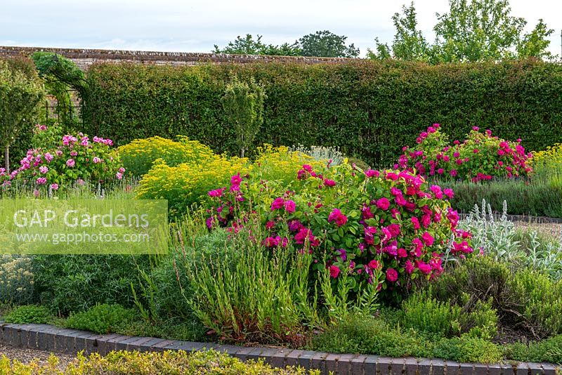 Enclosed herb garden with roses in mixed beds 