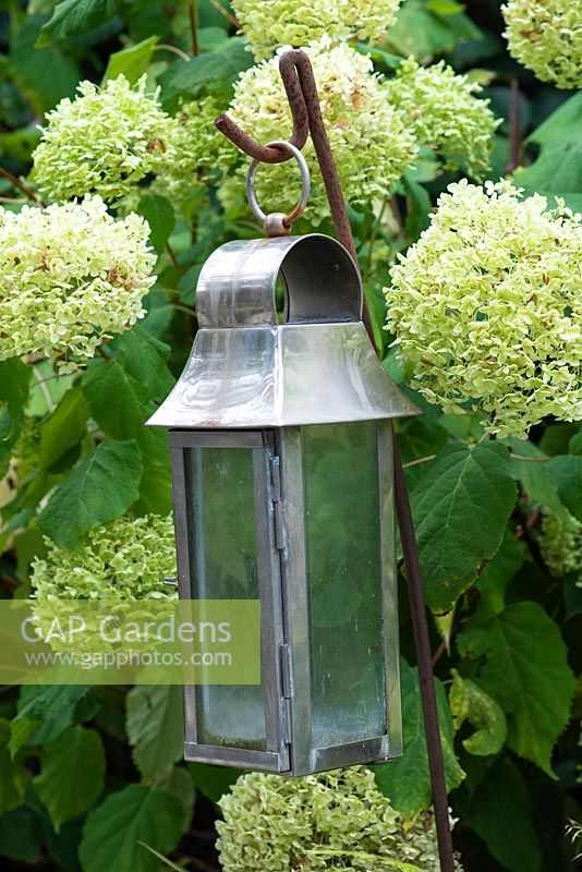 A metal lantern hanging in front of Hydrangea 'Limelight'.