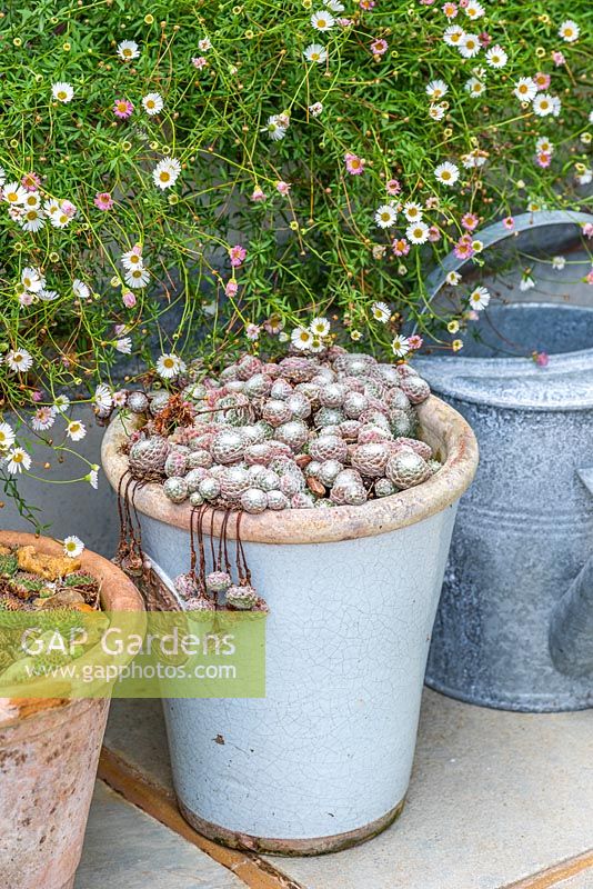 Terracotta pots planted with Sempervivum succulents in front of a metal planter filled with Erigeron karvinskianus,.