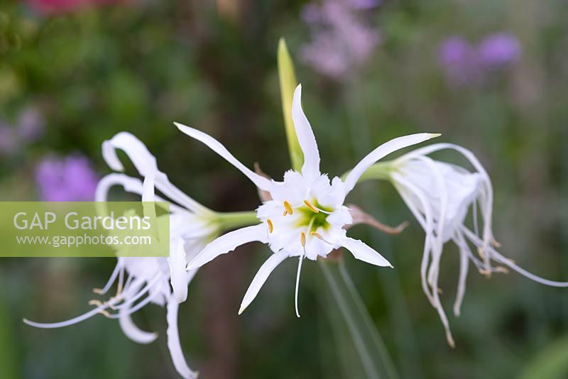 Hymenocallis festalis 'Zwanenburg' - Spider Lily