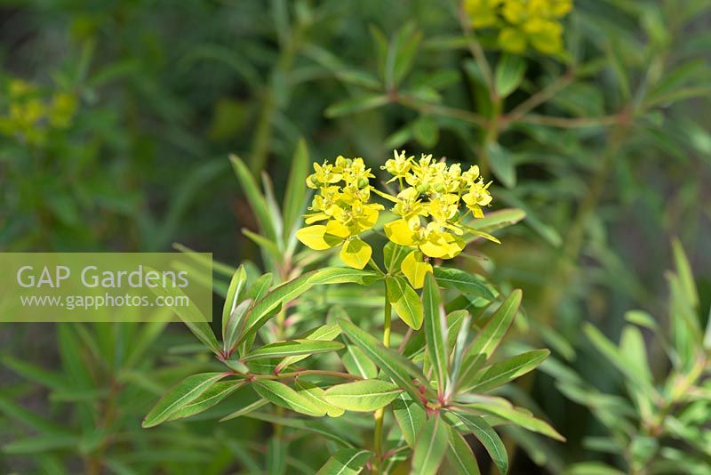 Euphorbia sikkimensis - Sikkim spurge