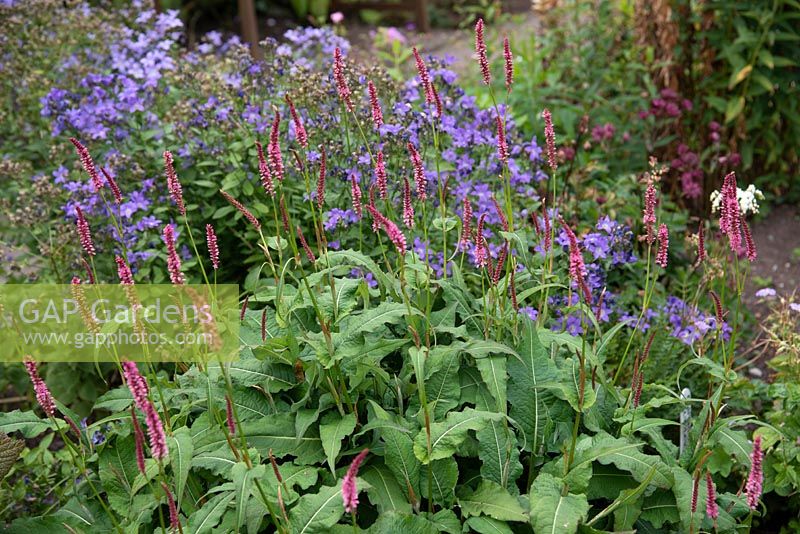 Persicaria amplexicaulis  'Ample Pink' - July