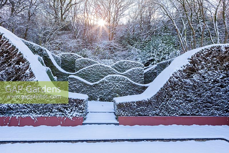 Snow-covered wave-form hedge of Taxus baccata in the Hedge Gardens.