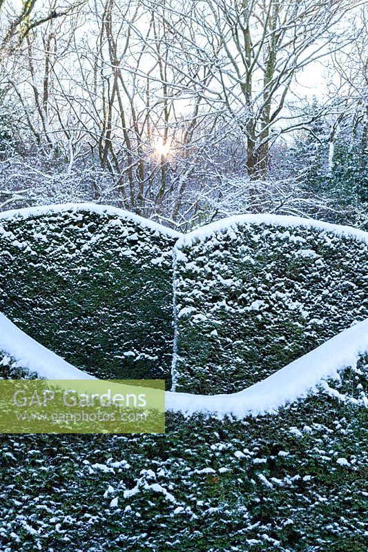 Snow-covered wave-form hedge of Taxus baccata in the Hedge Gardens. Garden â€“ Veddw