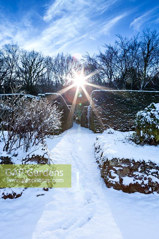 Snow-covered Yew Walk contre-jour. Hedges of Taxus baccata. Garden â€“ Veddw 