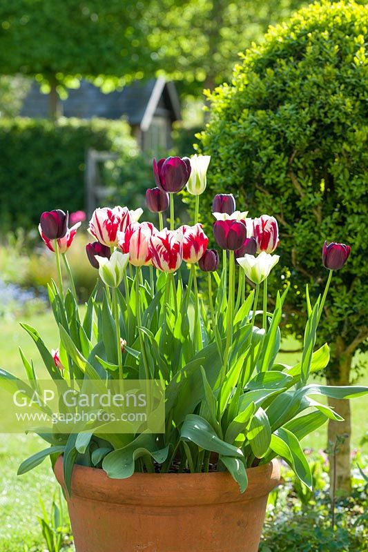 Tulipa 'Spring Green', 'Queen of Night' and 'Grand Perfection'.