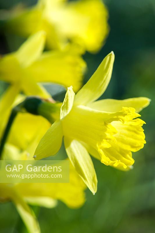 Narcissus 'Bowles's Early Sulphur' - Daffodil