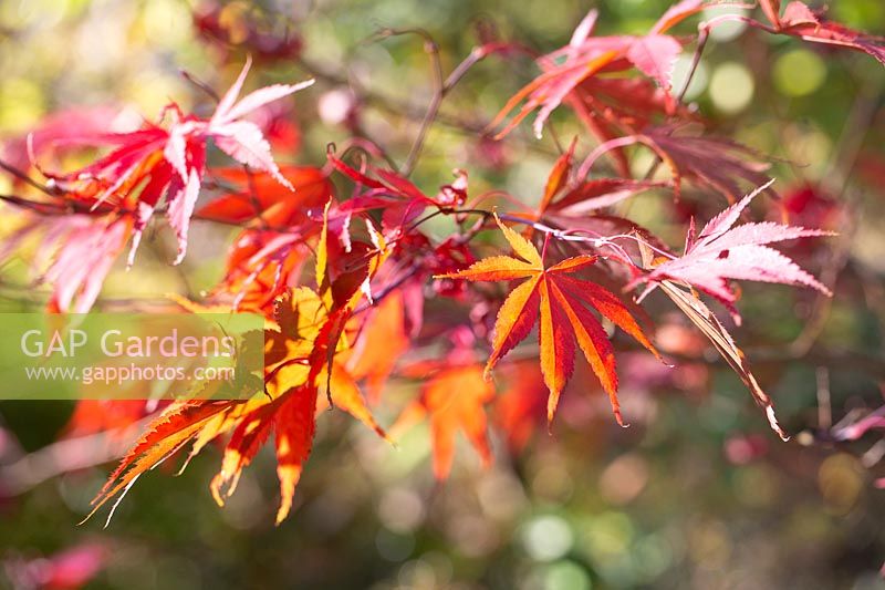 Acer palmatum 'Sumi-nagashi' - Japanese Maple