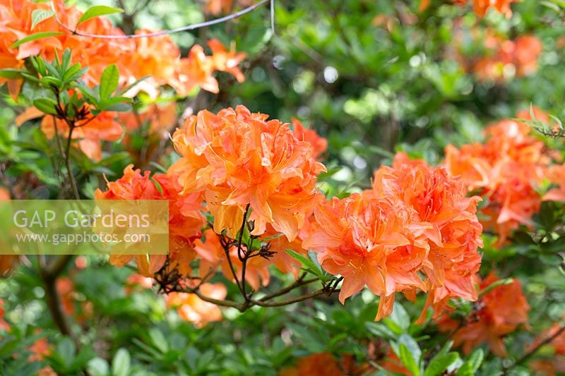 Rhododendron 'Koningin Emma' syn. 'Queen Emma' - Azalea