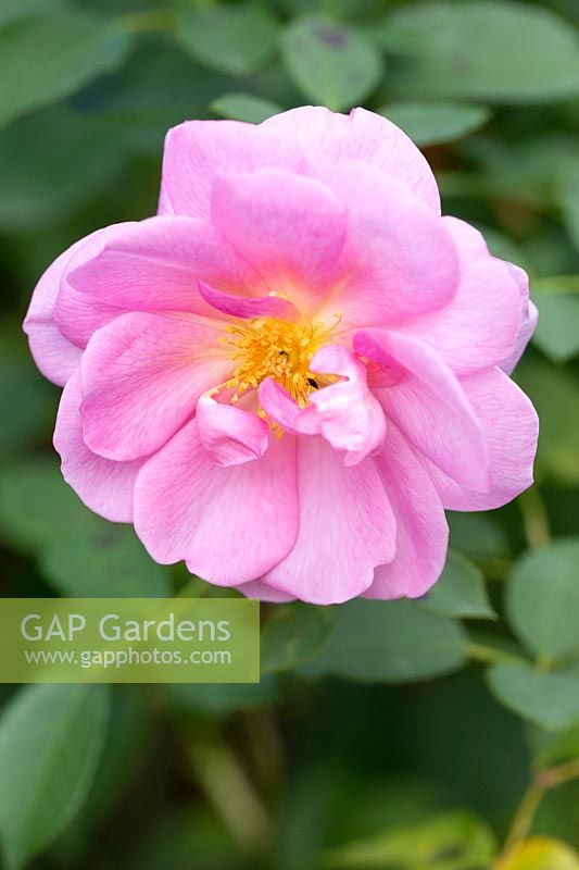 Rosa Cariad 'Auspanier' - English Shrub Rose