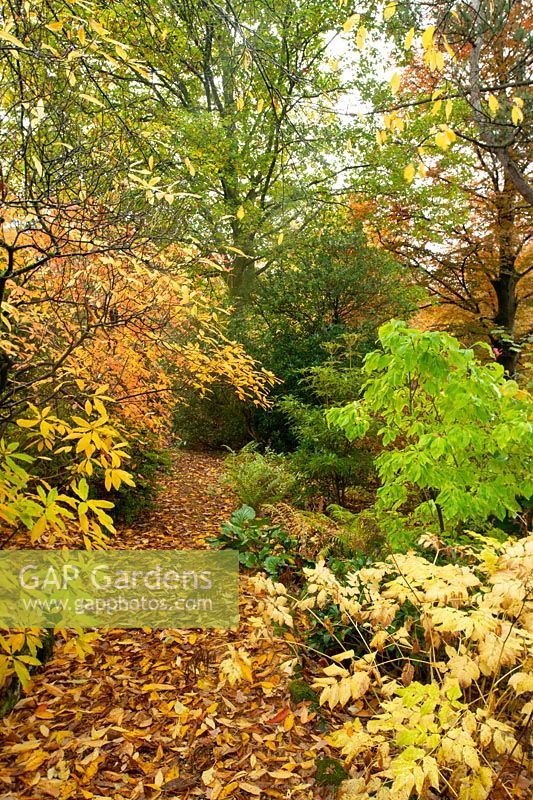 A path of colourful fallen leaves through autumn foliage in a woodland area of Acer, Azalea and persicaria at High Moss, Portinscale, Cumbria, UK