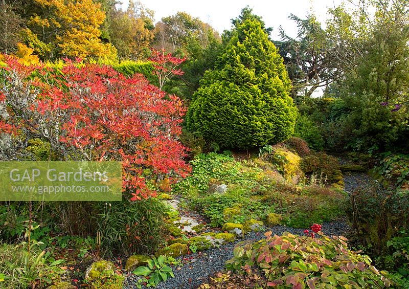 Autumn colour on Azalea and Juniperus chinensis in the Alpine garden - Windy Hall, Bowness on Windermere, Cumbria, UK