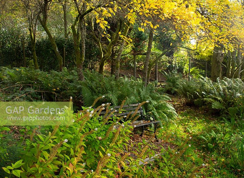 Lysimachia clethroides and ferns around a garden bench in a wood area - Windy Hall