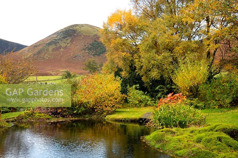A pond surrounded by mounds of moss, Nympahaea zenkeri and sycamore trees. A view toward The Tongue in the northern fells at Chapelside, Mungrisdale, Penrith, Cumbria, UK