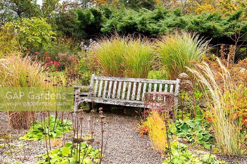 A teak garden bench surrounded by ornamental grasses, Hesperantha coccinea and Phlomis seed heads in the gravel bed 