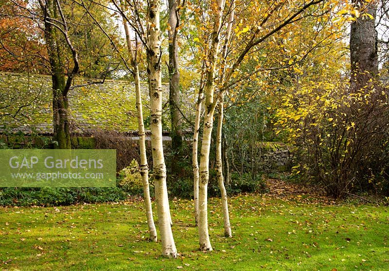 A circle of Betula, silver birch trees at Chapelside