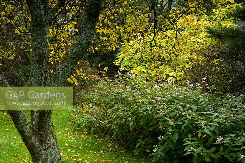 Bergenia crassifolia growing beneath autumn foliage at Chapelside