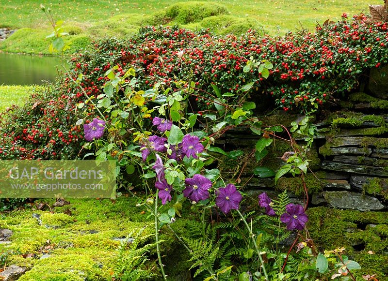 Red berries on Cotoneaster and purple Clematis growing over a dry stone wall
