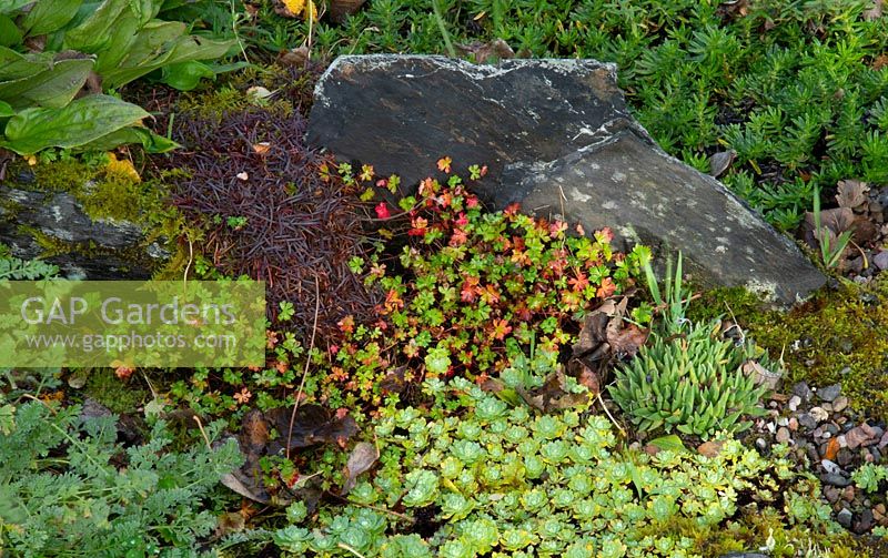 Rhodiola pacyclados and Geranium in the boulder garden at Chapelside