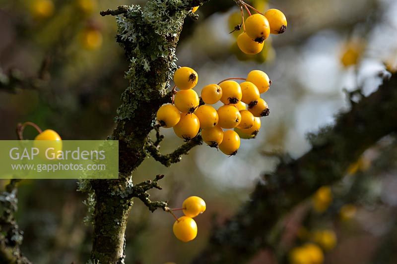 Yellow Malus fruit on a tree at Chapelside