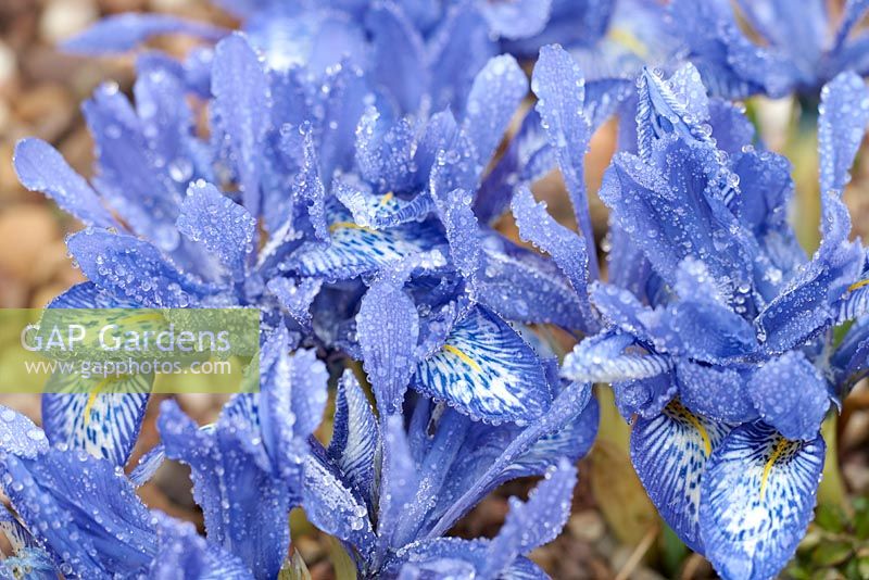 Iris reticulata 'Lady Beatrix Stanley'