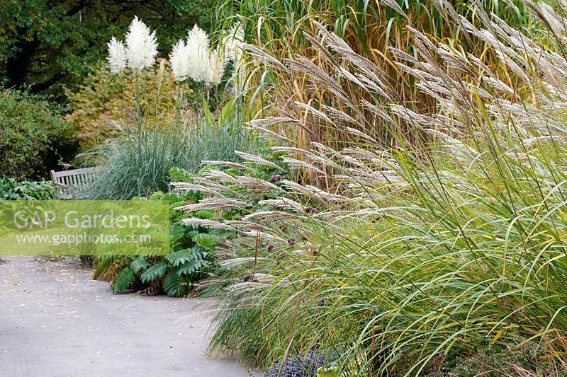 Mixed grass borders at Birmingham Botanical Gardens and Glasshouses, October