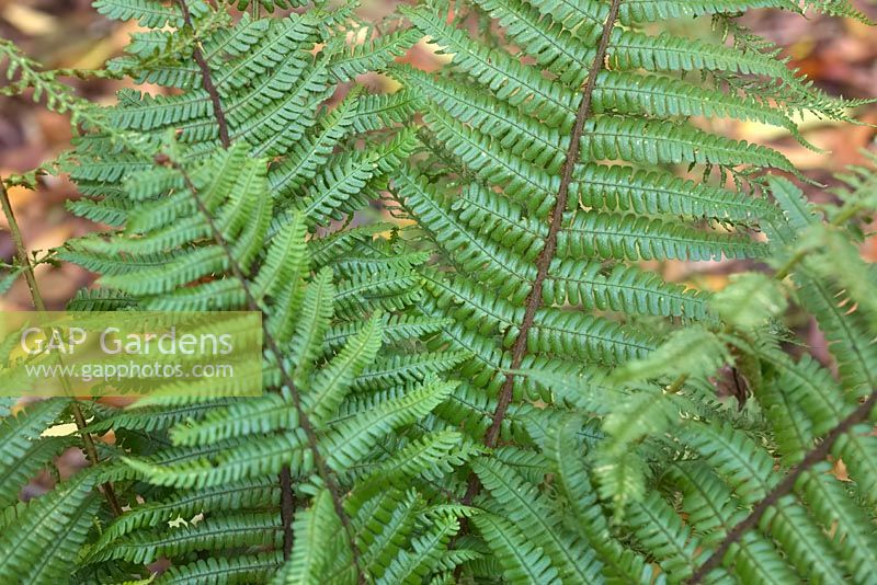 Dryopteris affinis - Western Scaly Male Fern