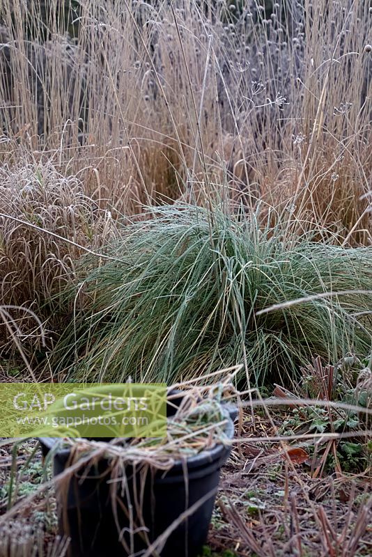 Frost on big grasses in winter with gardener's bucket - Stipa gigantea and Calamagrostis x acutiflora 'Karl Foerster'